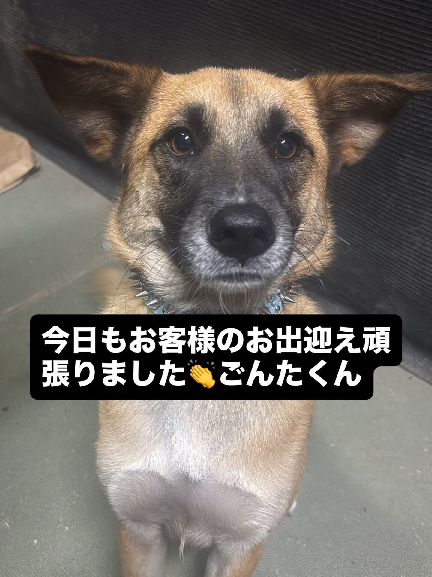 今日も元気いっぱいのごんたくん🐎