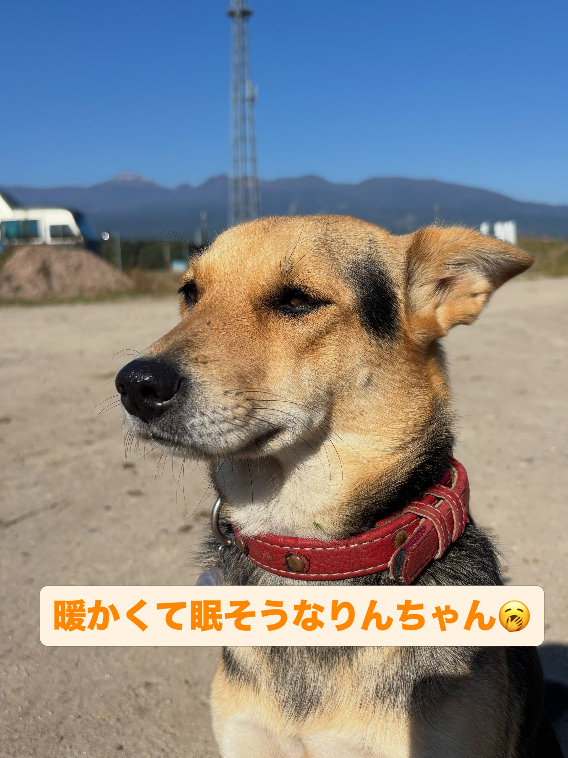 🌞 りんちゃんの午後のひととき💤